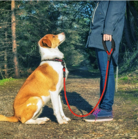 Reflective Nylon Dog Leash w/ Padded Foam Handle | Safety for Night Walks